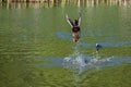 Drake mallard being chased out of the water and into flight by a coot duck