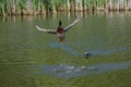 Drake mallard being chased out of the water and into flight by a coot duck