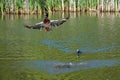 Drake mallard being chased out of the water and into flight by a coot duck