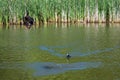 Drake mallard being chased out of the water and into flight by a coot duck