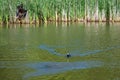 Drake mallard being chased out of the water and into flight by a coot duck