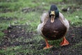 Male Mallard Duck Royalty Free Stock Photo