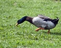 Male Mallard Duck Royalty Free Stock Photo