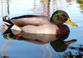 Male Mallard Duck (Anas platyrhynchos) Royalty Free Stock Photo