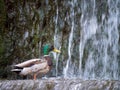 Male mallard duck Anas platyrhynchos above the waterfall Royalty Free Stock Photo