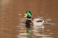Male Mallard Duck Quacking on Gold Water