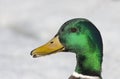 A Male mallard duck Anas platyrhynchos closeup against the white winter snow in Canada Royalty Free Stock Photo