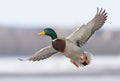 A Male mallard duck Anas platyrhynchos drake in flight against a blue winter sky in Canada Royalty Free Stock Photo