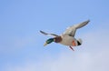 A Male mallard duck Anas platyrhynchos drake in flight against a blue winter sky in Canada Royalty Free Stock Photo
