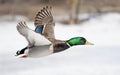 A Male mallard duck Anas platyrhynchos drake in flight against a blue winter sky in Canada Royalty Free Stock Photo