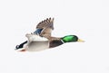 A Male mallard duck Anas platyrhynchos drake in flight against a white winter sky in Canada Royalty Free Stock Photo