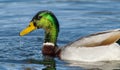 male mallard duck - Anas platyrhynchos - drake with green head with water droplets on face Royalty Free Stock Photo