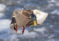 A Male mallard duck Anas platyrhynchos drake landing in the Ottawa river in Canada Royalty Free Stock Photo