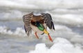 A Male mallard duck Anas platyrhynchos drake landing in the Ottawa river in Canada Royalty Free Stock Photo