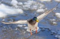 A Male mallard duck Anas platyrhynchos drake landing in the Ottawa river in Canada Royalty Free Stock Photo