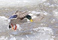 A Male mallard duck Anas platyrhynchos drake landing in the Ottawa river in Canada Royalty Free Stock Photo