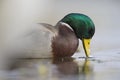 A male Mallard duck Anas platyrhynchos drinking in an shallow pond in the city of Berlin Germany. Royalty Free Stock Photo