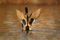 Mallard Duck Flapping his wings in Fall at Dusk