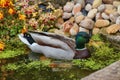 Mallard duck Anas platyrhynchos on a small garden pond. Royalty Free Stock Photo