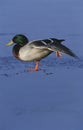 Male Mallard duck (Anas platyrhynchos) on ice side view Royalty Free Stock Photo