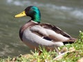 Male mallard duck (Anas platyrhynchos) Royalty Free Stock Photo