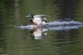 A male mallard duck Anas platyrhynchos landing with full speed in a lake in the cirty Berlin Germany. Royalty Free Stock Photo