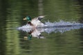 A male mallard duck Anas platyrhynchos landing with full speed in a lake in the cirty Berlin Germany. Royalty Free Stock Photo