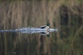 A male mallard duckAnas platyrhynchos landing with a splash in a lake. with water splashing towards the side. Royalty Free Stock Photo