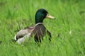 A male mallard duck  anas platyrhynchos resting on a grassy Royalty Free Stock Photo