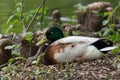 Male mallard duck sitting next to riverbank Royalty Free Stock Photo