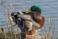 Male mallard duck anas platyrhynchos resting Royalty Free Stock Photo