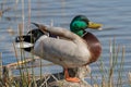 Male mallard duck anas platyrhynchos resting Royalty Free Stock Photo