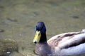 Male mallard duck Anas platyrhynchos Royalty Free Stock Photo