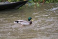 Male Mallard duck. ( anus platyrhynchos ) Royalty Free Stock Photo