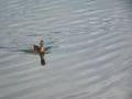 mallard duck swimming in lake Royalty Free Stock Photo