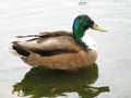 A male Mallard duck calmly swimming around in the pond in Hyde Park while enjoying the British summer sunshine