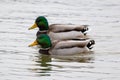 A Pair Of Male Mallard Ducks Swimming