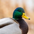 Close up profile of a Male Mallard Duck Royalty Free Stock Photo