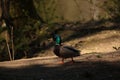 Male Mallard Duck Chatting Royalty Free Stock Photo