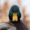Male Mallard Duck close up staring at the camera
