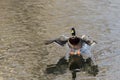 Mallard Duck Coming in for a Landing on the Still Water Royalty Free Stock Photo