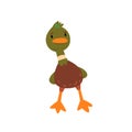 Male Mallard Duck, Cute Funny Duckling Cartoon Character Front View Vector Illustration Royalty Free Stock Photo