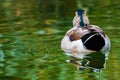 Male Mallard Duck drake from behind Royalty Free Stock Photo