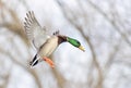 A male mallard duck drake in flight over the Ottawa river in Canada Royalty Free Stock Photo