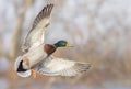 A male mallard duck drake in flight over the Ottawa river in Canada Royalty Free Stock Photo