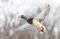 A male mallard duck drake in flight over the Ottawa river in Canada Royalty Free Stock Photo
