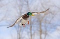 A Male mallard duck drake in flight over the Ottawa river in Canada Royalty Free Stock Photo