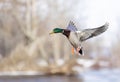 A male mallard duck drake in flight over the Ottawa river in Canada Royalty Free Stock Photo