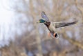 Male mallard duck drake in flight over the Ottawa river in Canada Royalty Free Stock Photo