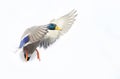 Male mallard duck drake in flight over the Ottawa river in Canada Royalty Free Stock Photo